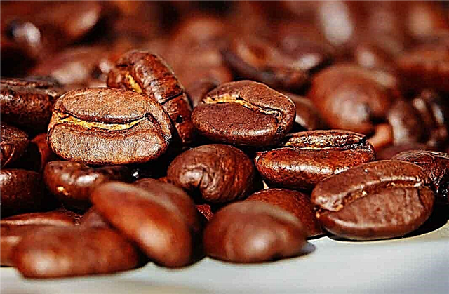 As 5 melhores histórias de café bonitas de todo o mundo