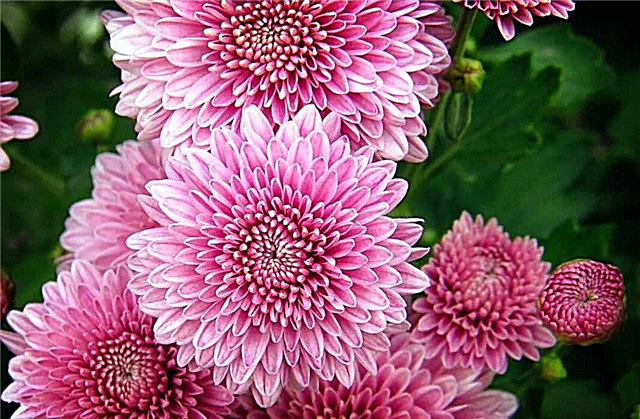 The most beautiful chrysanthemums in the world (Varieties, Photos, Wallpaper)
