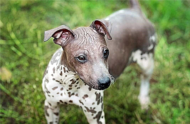 The most popular hairless dog breeds