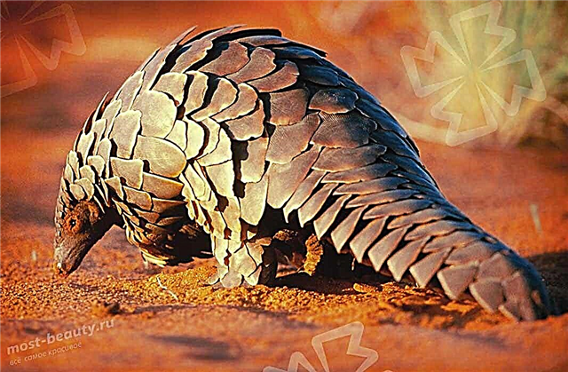 The most beautiful pangolins: description and photo of species