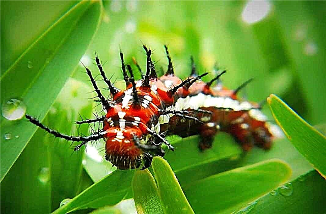 The most poisonous caterpillars in the world