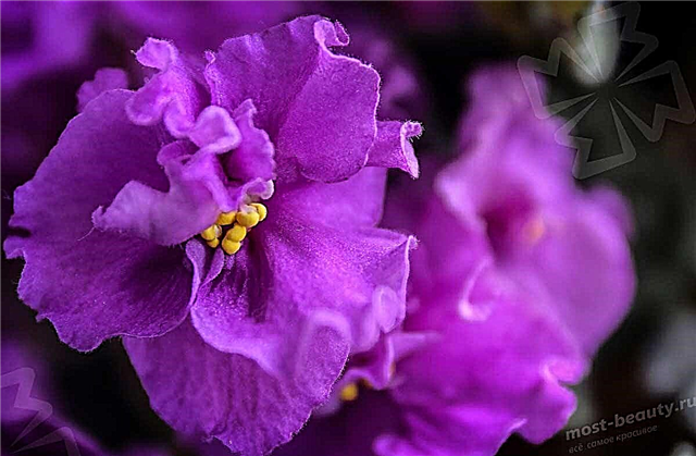 Las violetas más bellas del mundo.