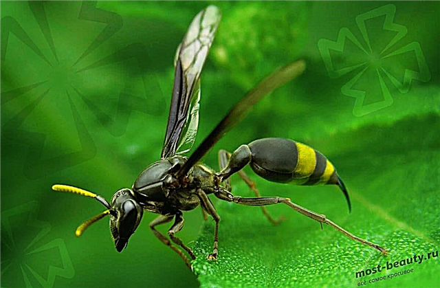 Les insectes les plus piquants du monde