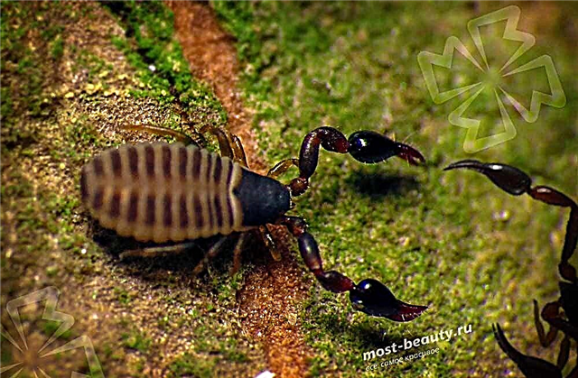 Qui sont les faux scorpions et à quel point sont-ils dangereux?