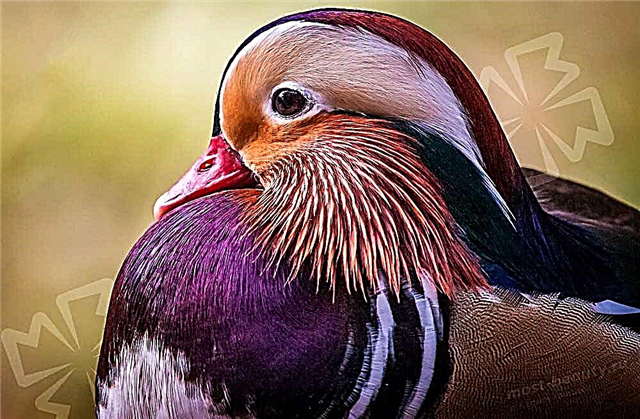 Photos of the most beautiful ducks on our planet 🦆