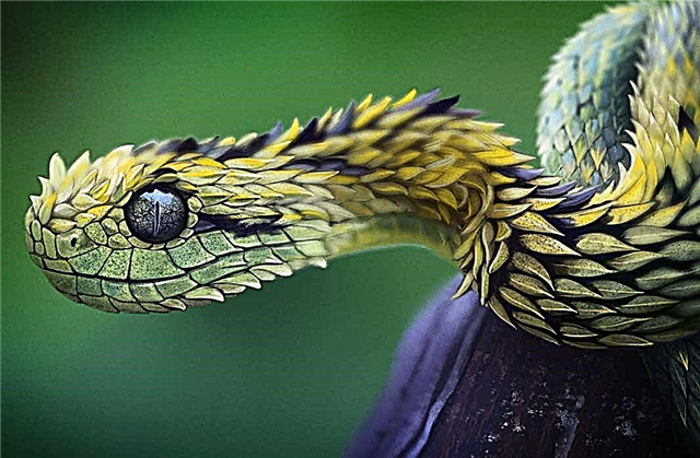 De vakreste slanger i verden