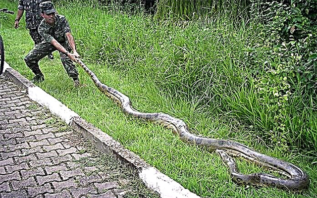 Fotos de cobras com comprimento diferente