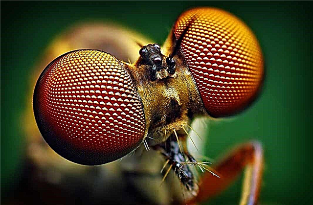 Los insectos más inusuales y datos interesantes sobre ellos.