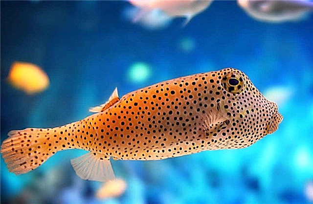 Top 15 most beautiful fish on our planet