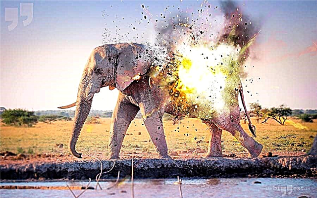 Rating of the most famous animal explosions