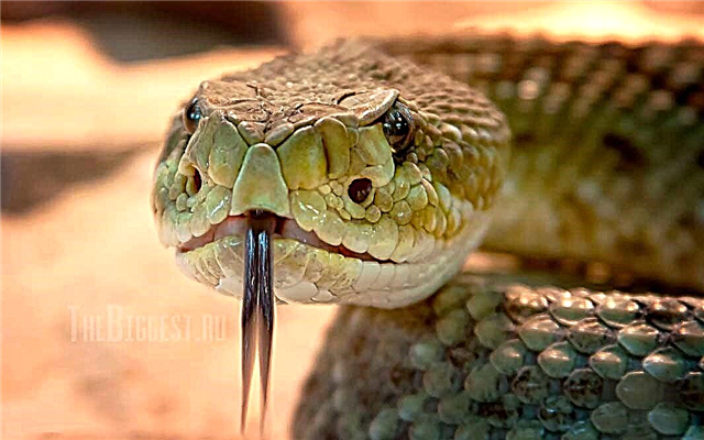 Las serpientes más grandes del mundo.