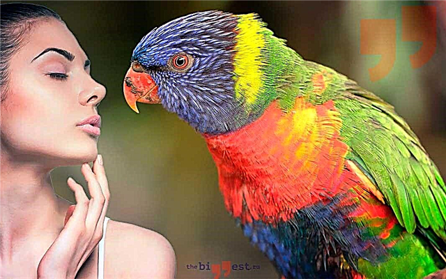 The largest species of parrots
