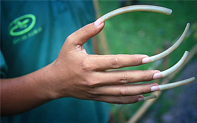 Who has the longest nails in the world? Photo of people with long nails