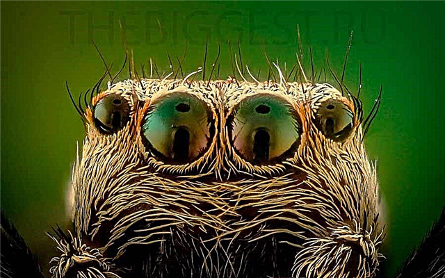 صور وحقائق عن عيون العناكب المذهلة