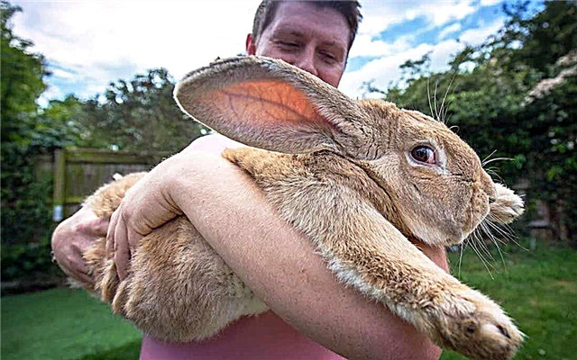 The largest breeds of rabbits