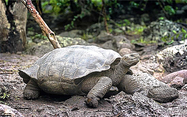 Die größten Schildkröten der Welt: Fotos und Beschreibung