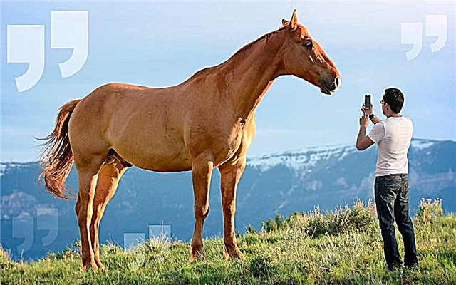 The largest horses in the world: breeds and specimens
