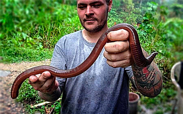 Os maiores e mais longos vermes do mundo