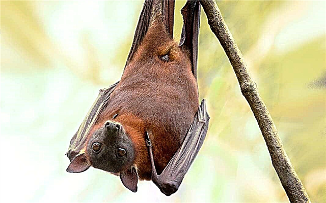 The biggest bats in the world