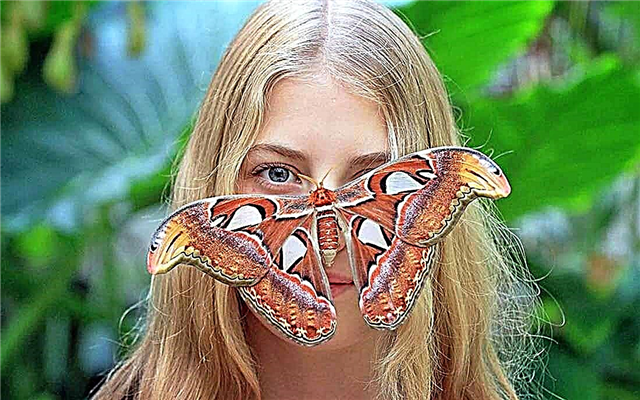 TOP 12: The largest insects that live on Earth