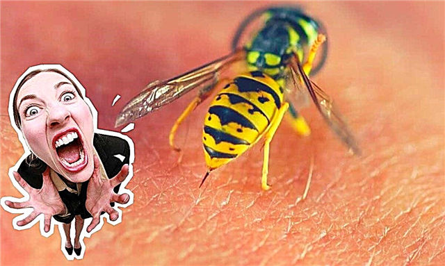 Lijst met de gevaarlijkste bijen op aarde