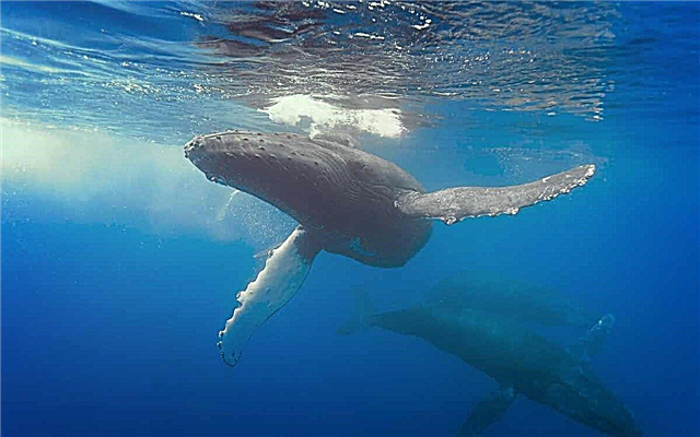 Las ballenas más grandes del planeta. TOP 10