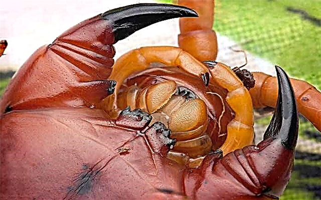 The most dangerous insects in the world