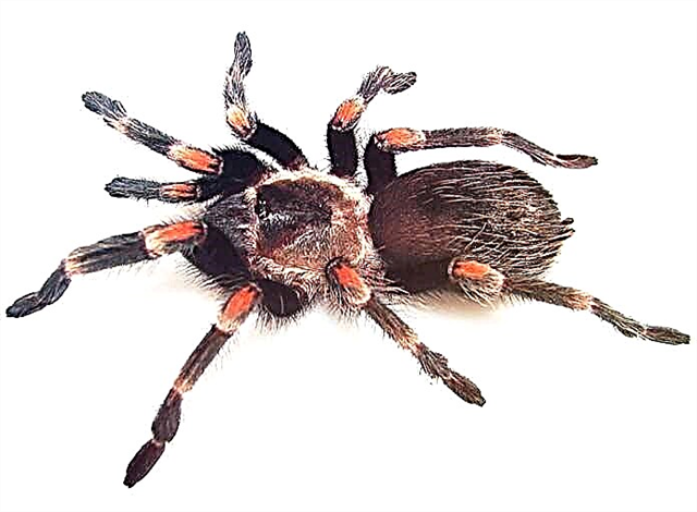 ما هو أكبر عنكبوت في العالم؟