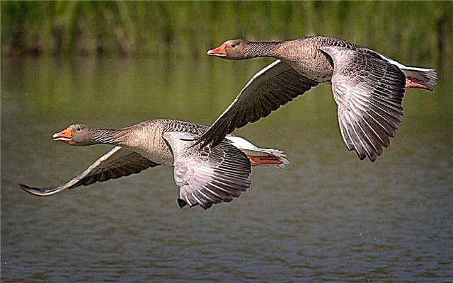 Las aves migratorias más famosas de Rusia.
