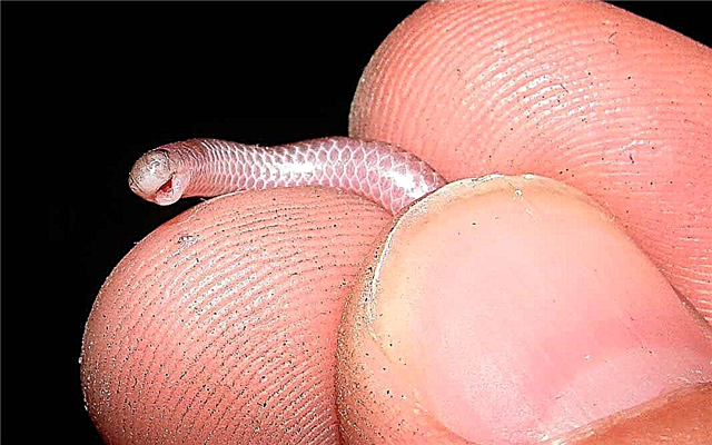 Las serpientes más pequeñas del mundo.