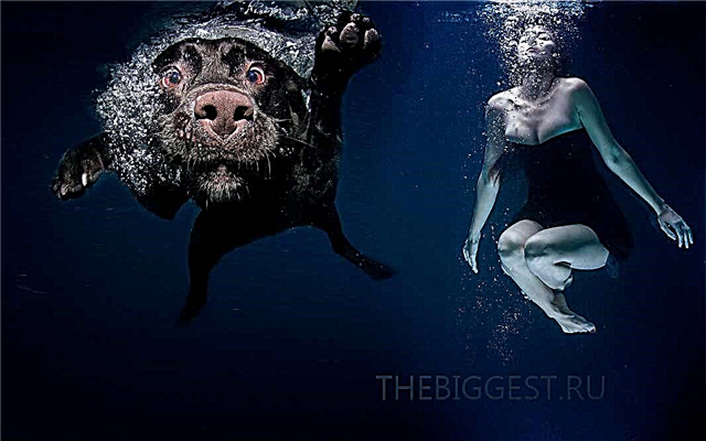 The best divers among animals breathing air