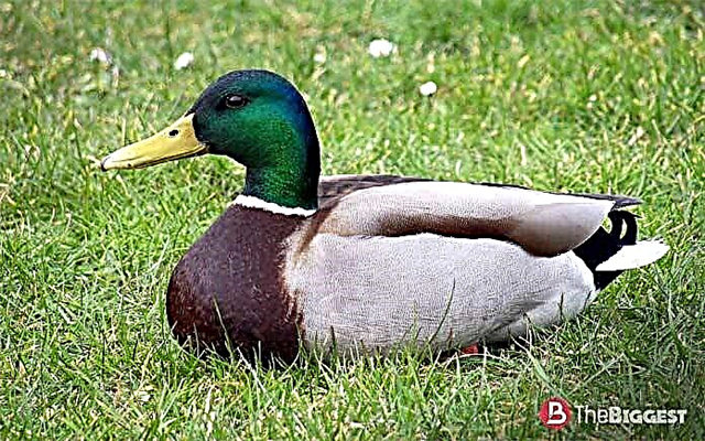 The largest breeds of ducks