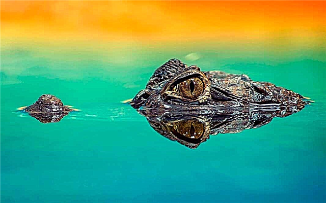 A világ legnagyobb krokodilja