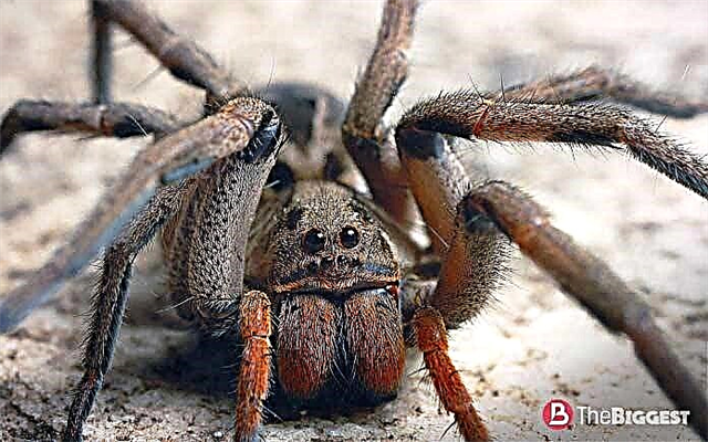 L'araignée la plus venimeuse du monde et ses "camarades"!