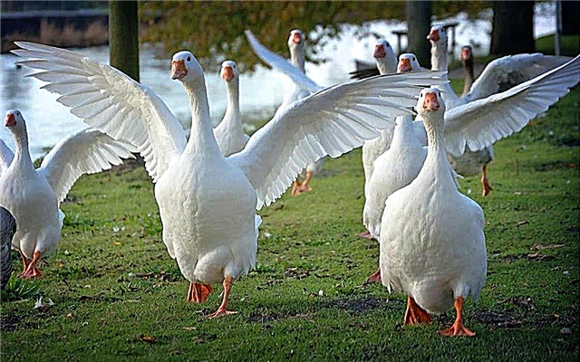 The largest breeds of geese