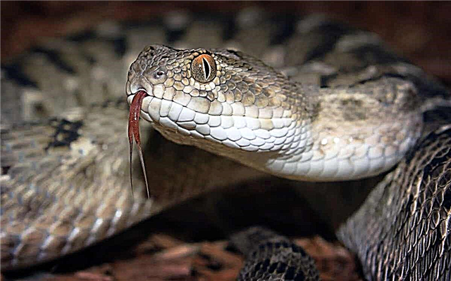 Las serpientes más peligrosas del mundo.