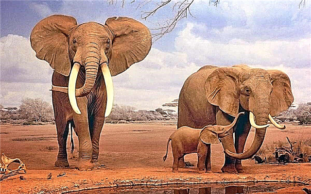 Los animales mas grandes del mundo