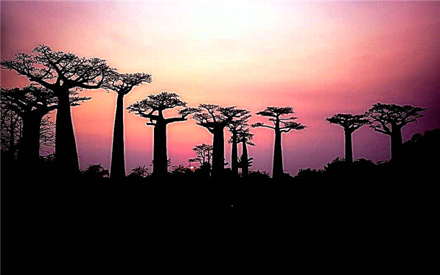 The largest trees in the world