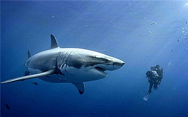 أكبر أسماك القرش في العالم