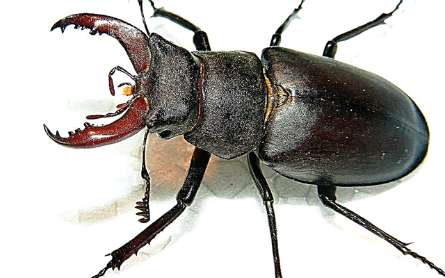 The biggest beetles in the world. List of major species