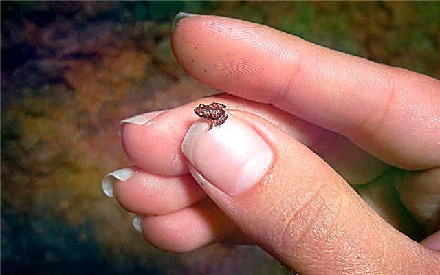 Rating of the smallest frogs in the world