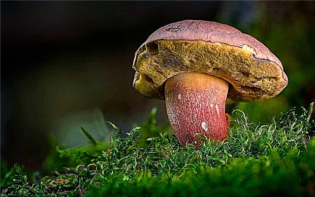 TOP 5 most expensive edible mushrooms in the world