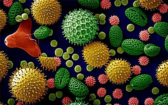 TOP 10 most interesting pollen facts