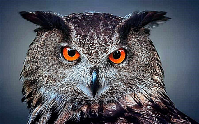 TOP 10 largest species of owls in the world