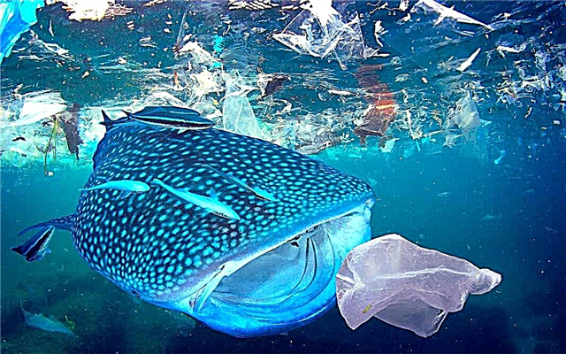 Connaissez-vous la quantité de plastique dans les océans?