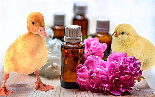 10 "animal" components that are contained in your cosmetics