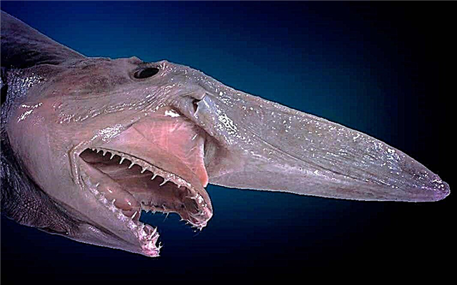 TOP 10 most unusual species of sharks in the world