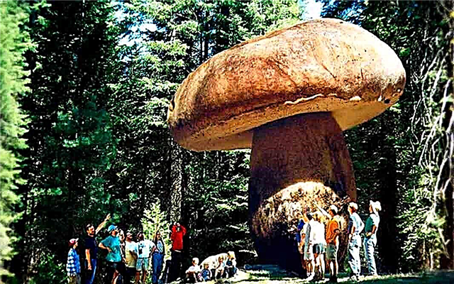 The largest mushrooms in the world: Photo of large mushrooms and mycelium.