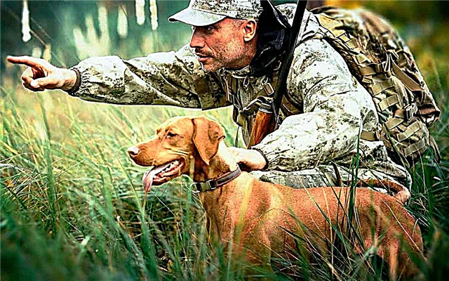 Las razas más populares de perros de caza.