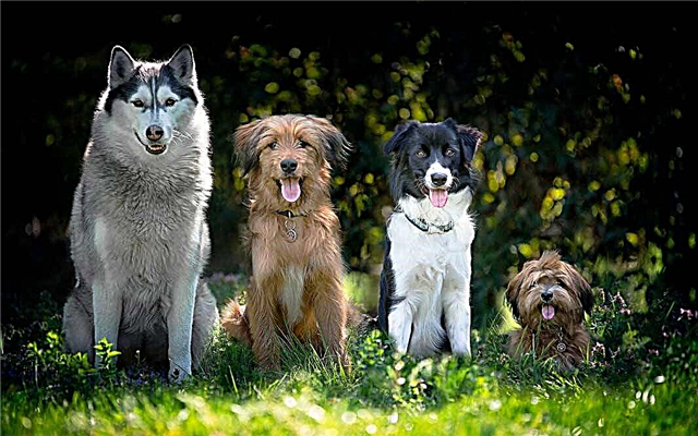 The most intelligent dog breeds in the world (+ PHOTO)